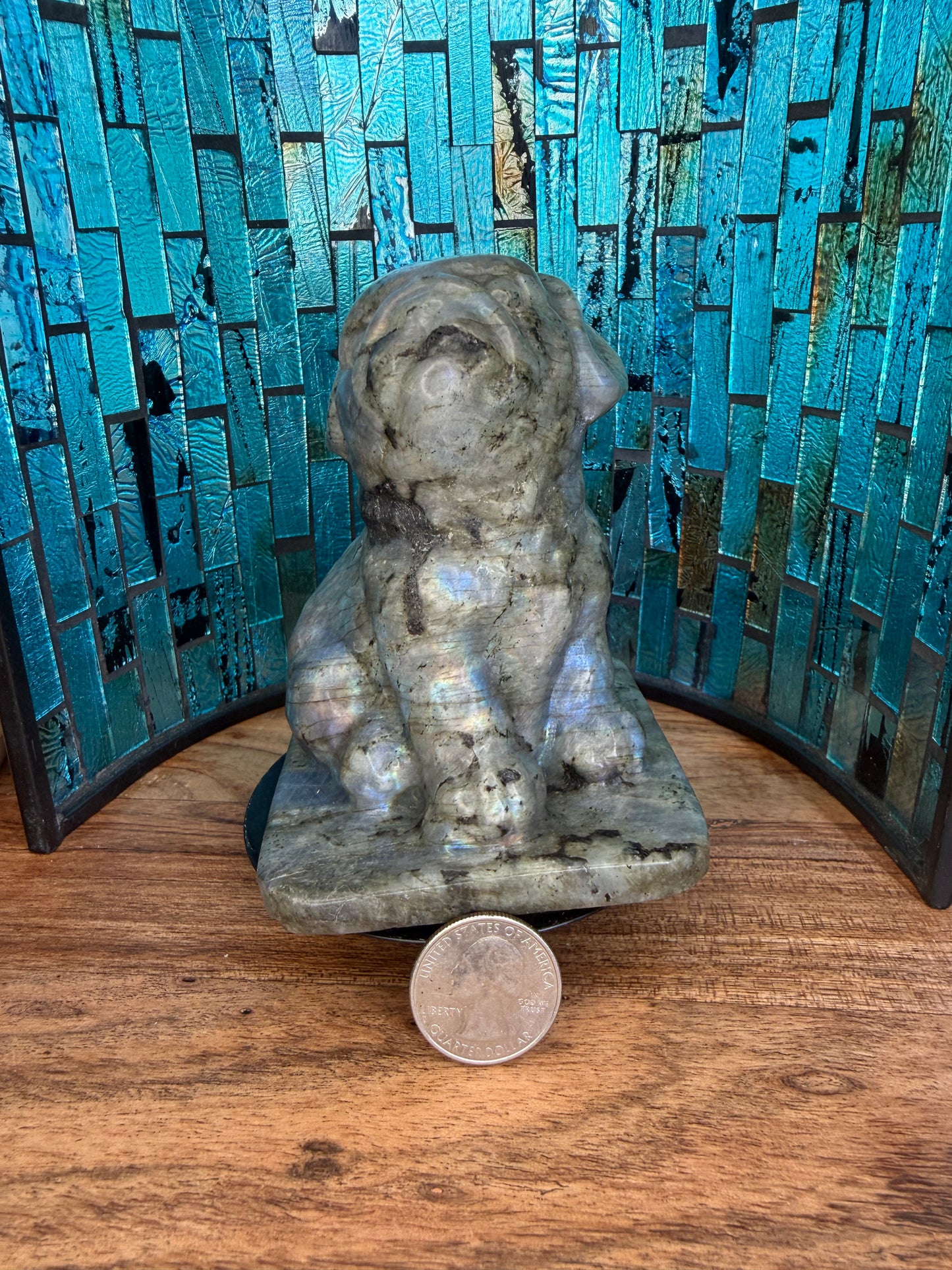 Labradorite French Bulldog Puppy