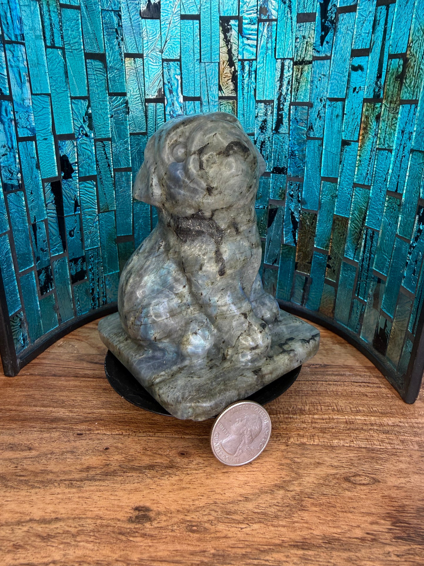 Labradorite French Bulldog Puppy