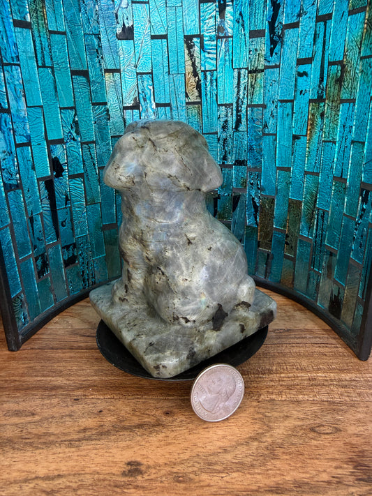 Labradorite French Bulldog Puppy